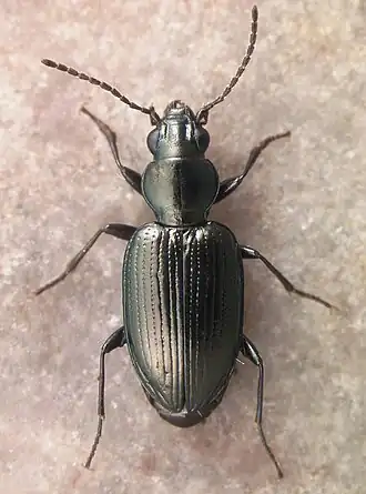 Bembidion anchonoderus