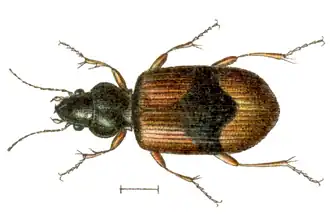 Bembidion andreae