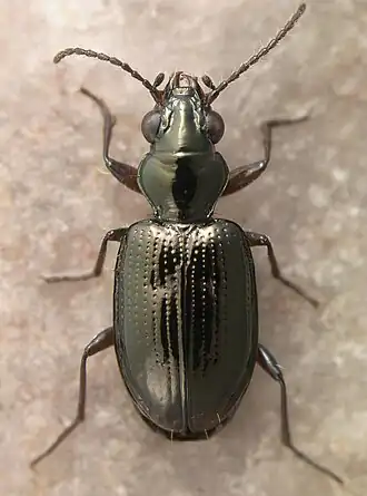 Bembidion ateradustum