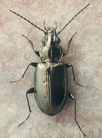 Bembidion breve