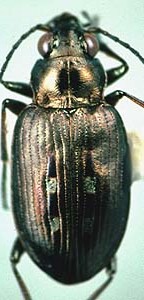 Bembidion carinula