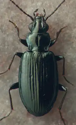 Bembidion carolinense