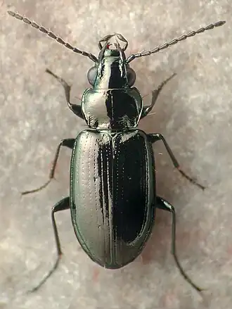 Bembidion commotum