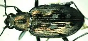 Bembidion conicolle