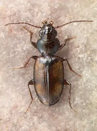 Bembidion constricticolle