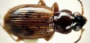 Bembidion convexulum