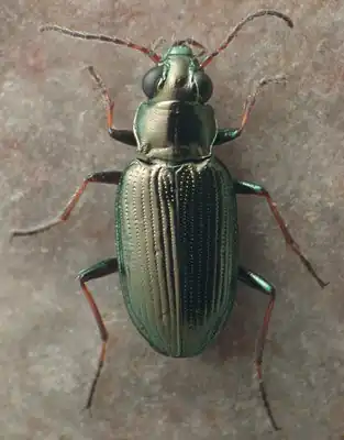 Bembidion coxendix