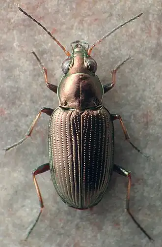 Bembidion durangoense