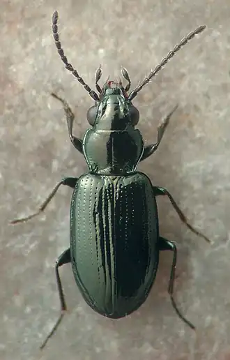 Bembidion fuchsii