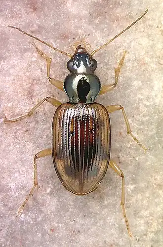 Bembidion germainianum