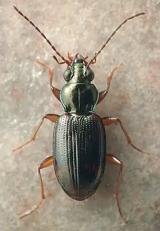 Bembidion graciliforme