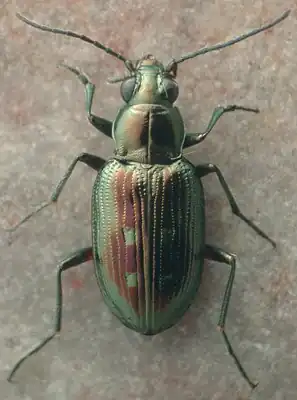 Bembidion hesperium