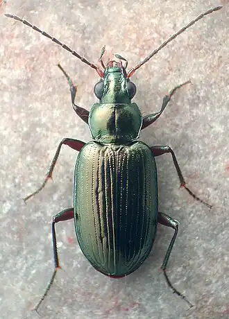 Bembidion honestum