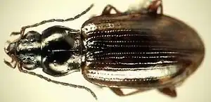 Bembidion incrematum