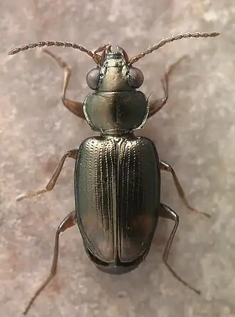 Bembidion jacksoniense
