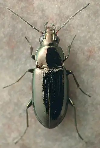 Bembidion nitidum