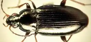 Bembidion obliquulum
