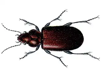 Bembidion pygmaeum
