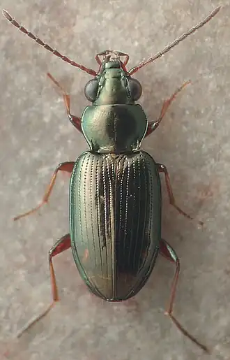 Bembidion rapidum
