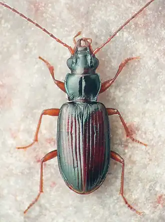 Bembidion rolandi