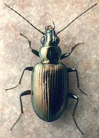 Bembidion rothfelsi
