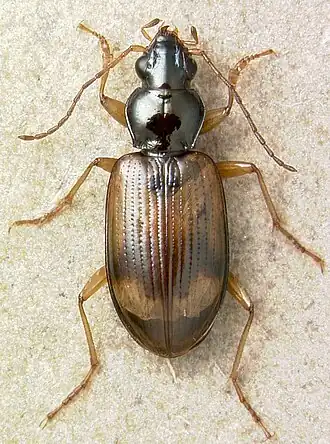 Bembidion sarpedon