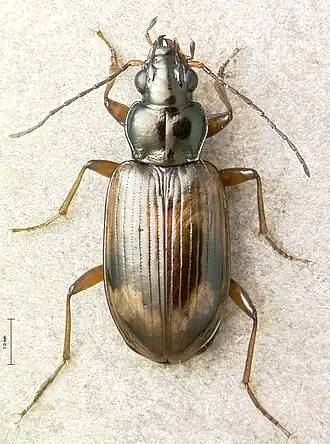 Bembidion transversale