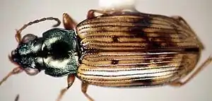 Bembidion umbratum