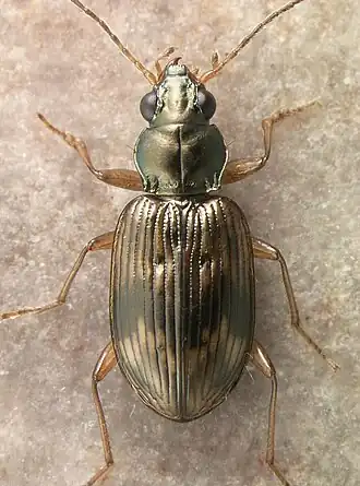Bembidion variegatum