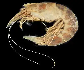 Benthesicymus bartletti