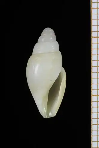 Benthofascis lozoueti