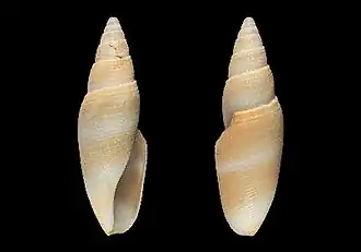Benthofascis pseudobiconica