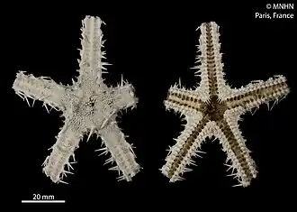 Benthopecten simplex