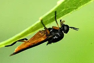 Zwartvlerkwapenvlieg