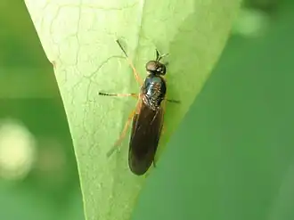 Kleine stekelwapenvlieg