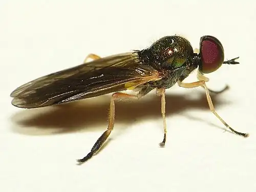 Grote stekelwapenvliegBeris morrisii