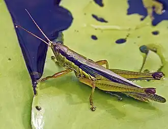 Bermius odontocercus