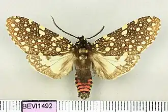 Bernathonomus piperita