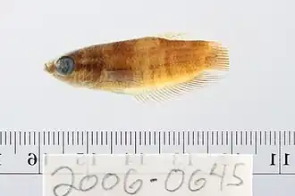 Betta anabatoides