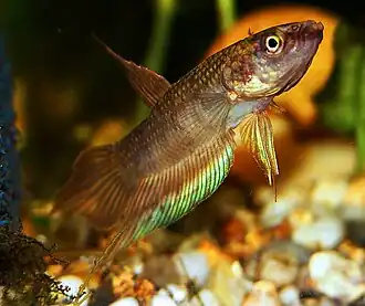 Betta dimidiata
