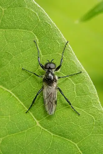 Bibio albipennis