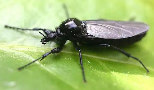 Rouwvliegen(Bibionidae)