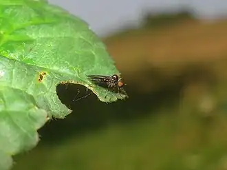Bicellaria subpilosa