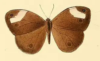 Mycalesis sciathis
