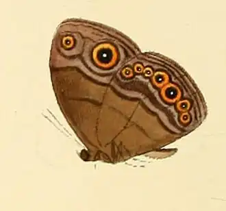 Mycalesis technatis