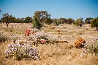ruïnes en wilde bloemen