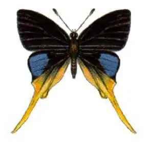 Bindahara phocides