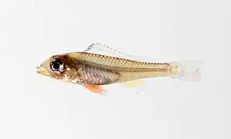 Biotoecus opercularis