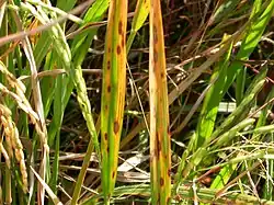 Bladvlekkenziekte 'Brown Spot' Bipolaris oryzae