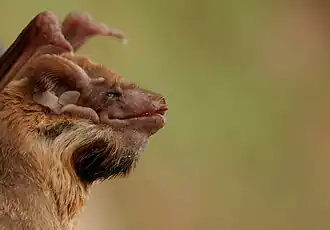 Taphozous melanopogon